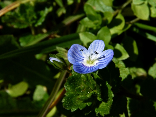 {Veronica persica}
